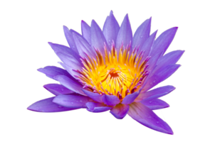 purple pink lotus Isolate on transparent background PNG file