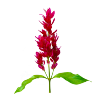 exotischer roter blumenstrauß und blätter isolieren auf transparentem hintergrund png-datei png