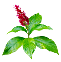 Exotic red bouquet and leaves Isolate on transparent background PNG file