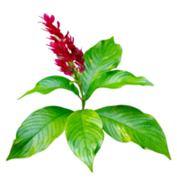 exotischer roter blumenstrauß und blätter isolieren auf transparentem hintergrund png-datei png