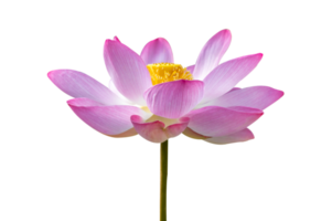 purple pink lotus Isolate on transparent background PNG file