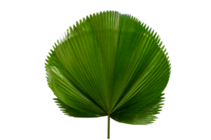 palm leaf Licuala Grandis Isolate on transparent background PNG file