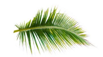 feuille de noix de coco isoler sur le fichier png de fond transparent