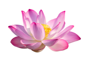 purple pink lotus Isolate on transparent background PNG file