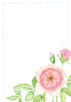 watercolor pink rose flower branch bouquet frame png
