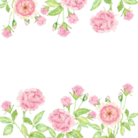 watercolor beautiful English rose flower bouquet garden square png