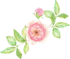 watercolor beautiful English rose flower branch bouquet png