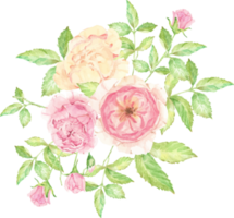 Aquarell schöner englischer Rosenblumen-Zweigblumenstrauß png