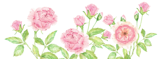 Aquarell schöne englische Rose Blumenstrauß Gartenrahmen png