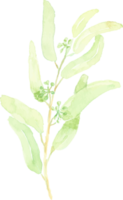 vattenfärg hand dragen grön utsäde eukalyptus blad gren element png