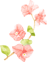 vattenfärg rosa bougainvillea png