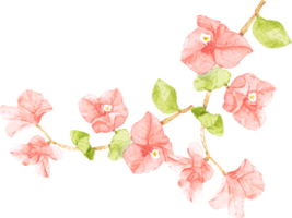 vattenfärg rosa bougainvillea bukett krans ram png