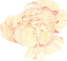 watercolor beautiful English rose elements png