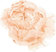 watercolor beautiful English rose elements png