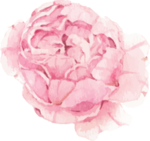 watercolor beautiful English rose elements png