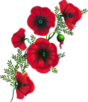 rote Mohnblumen, ein Strauß aus Blumen, Knospen und Blättern png