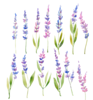 waterverf lavendel reeks , drie pluizig takjes van lavendel, bloemen Provençaals stijl ontwerp . hand- getrokken veld- bloemen geïsoleerd Aan wit achtergrond. bloemen ontwerp png