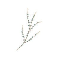 white thyme with leaf png