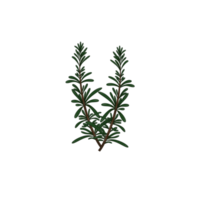 Rosemary Drawing, Herbs png