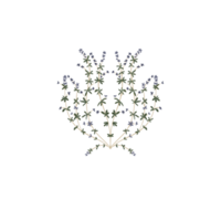 fleurs de thym violet png