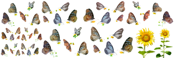 muchos tipos de mariposas sobre un fondo blanco. mariposa encontrada en tailandia png