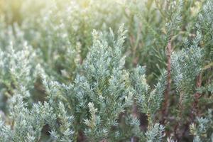 extracto de enebro rastrero, juniperus procumbens o siebold ex endl. mig en el jardín para el fondo. foto