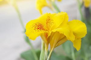 Fresh yellow canna lily flower bloom with sunlight on blur nature background. photo