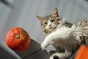 retrato de un gato tendido en el suelo junto a una calabaza foto