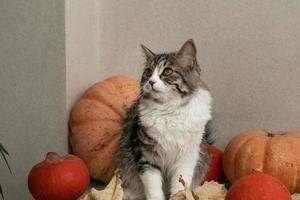 fluffy gray cat sits on the table among pumpkins and fall leaves photo