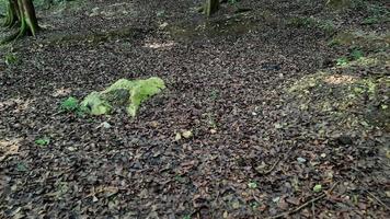 A lump of limestone covered in dry leaves in the forest photo