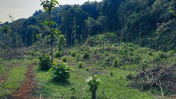 Deforested forests due to illegal logging 01 photo