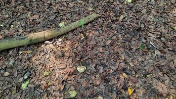 Dried leaves background with a dry stick 02 photo