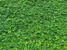 fondo de hierba verde con gotas de lluvia en las hojas foto