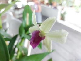 Selective focus of dendrobium or Dendrobium sp. beautiful in the garden. Orchidaceae family. photo