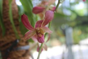 Defocused photo of beautiful Dendrobium Sampran Red Orchids Flower blooming in the garden.