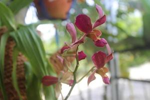 Defocused photo of beautiful Dendrobium Sampran Red Orchids Flower blooming in the garden.