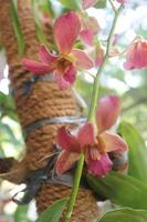 Defocused photo of beautiful Dendrobium Sampran Red Orchids Flower blooming in the garden.