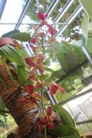 Defocused photo of beautiful Dendrobium Sampran Red Orchids Flower blooming in the garden.