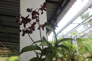 enfoque selectivo de la hermosa orquídea dendrobium o dendrobium sp. flor en el jardín. familia de las orquídeas foto