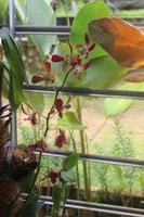 Defocused photo of beautiful Dendrobium Sampran Red Orchids Flower blooming in the garden.