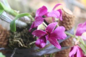 Selective focus of beautiful dendrobium orchid or Dendrobium sp. flower in garden. Orchidaceae family photo