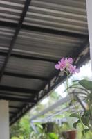 Selective focus of beautiful dendrobium orchid or Dendrobium sp. flower in garden. Orchidaceae family photo