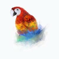 Watercolor Macaw bird isolated on a white background vector