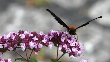 Beautiful red colored eye butterfly Nymphalidae looking for nectar on colorful flowers video