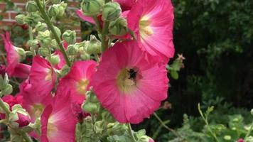 macro van een hommel met veel van stuifmeel in beweging Aan een alcea rosea bloem video