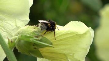 macro van een hommel met veel van stuifmeel in beweging Aan een alcea rosea bloem video