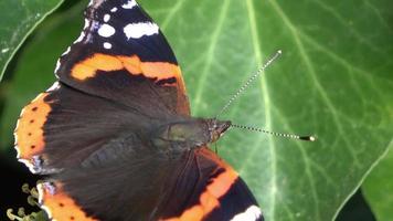 Beautiful red colored eye butterfly Nymphalidae looking for nectar on colorful flowers video