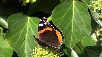 Beautiful red colored eye butterfly Nymphalidae looking for nectar on colorful flowers video