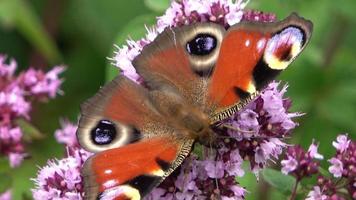 mooi rood gekleurde oog vlinder nymphalidae op zoek voor nectar Aan kleurrijk bloemen