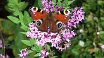 linda borboleta de olhos vermelhos nymphalidae procurando néctar em flores coloridas video